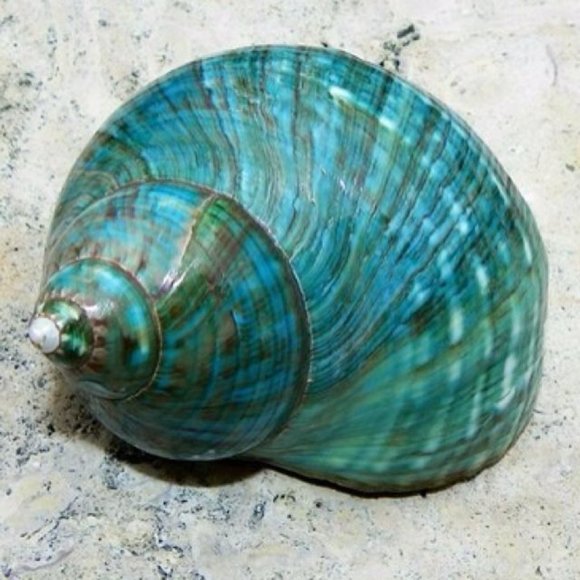 🎄 - Picture 9 of 10